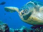Hawaiian Green Sea Turtle (Honu)