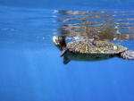 Hawaiian green sea turtle popping it's head up at Ho'okipa Beach Park, Maui
