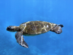 Hawaiian green sea turtle at Ho'okipa, Maui