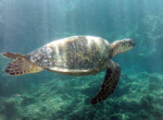 Hawaiian green sea turtles swim freely in the tropical waters of Maui