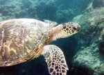 Hawaiian green sea turtle feeding on the tropical coral in Maui, Hawaii