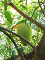 Maui has an abundance of mangos growing during the summer months