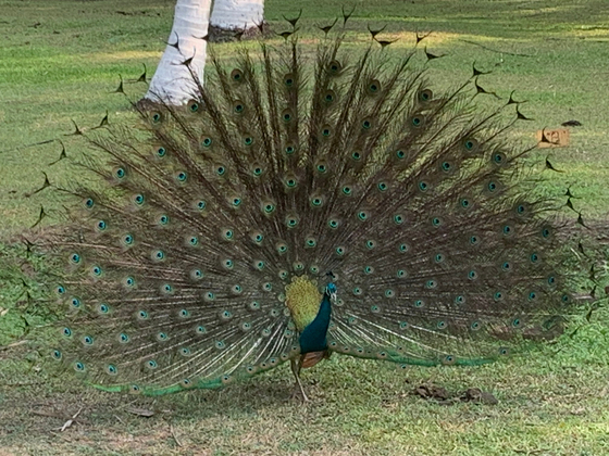 male-indian-peacock-mating-dance-at-tamil-nadu-ayurveda-retreat-center