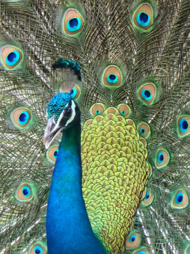 male-indian-peacock-tamil-nadu-ayurveda-retreat-center