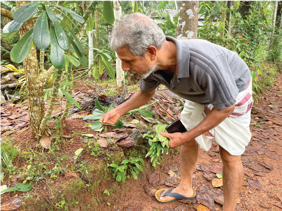 Ayurveda doctor picking medicinal herbs in Kerala, India