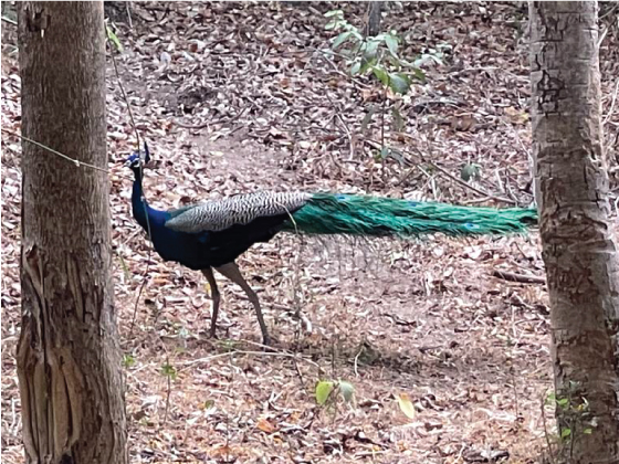 Mayil  means peacock, residing at the Ayurveda center in Kerala