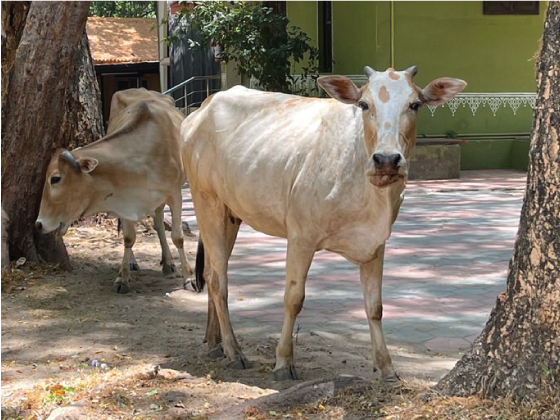 Healthy milking cows wandering in the Ayurveda Center, Coimbatore