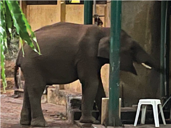 Indian elephants coming down from the Tamil Nadu National Parks to drink water