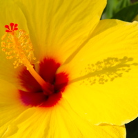 Tropical hibiscus flower on Maui